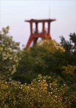 Pluto spoil tip with blossoming vegetation and the double trestle above shaft 3 of Pluto colliery,