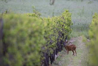 European roe deer (Capreolus capreolus), Wittlich, Rhineland-Palatinate, Germany, Europe