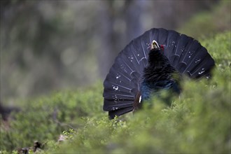 Western capercaillie (Tetrao Urogallus) mating in Pinzgau, Austria, Europe