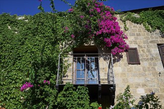 Window with balcony, surrounded by blooming flowers and climbing plants on a stone wall, Old Town