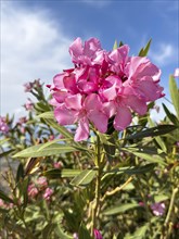 Close-up of flowers of pink oleander (Nerium oleander) in front of blue sky with white clouds,