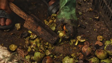 Close-up of hands sorting through rotten fruit, with earthy textures and visible decay in an