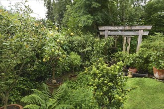 DEU. Germany, Iserlohn: This hobby gardener in Iserlohn maintains an extraordinary garden with