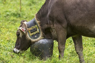 Cow wearing a decorative bell for the cattle drive, cattle seperation, gabled house, Bad Hindelang,