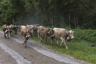 Allgaeu cows come down from the mountain pasture to the cattle seperation with jewellery bells,