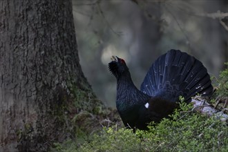 Western capercaillie (Tetrao Urogallus) mating in Pinzgau, Austria, Europe