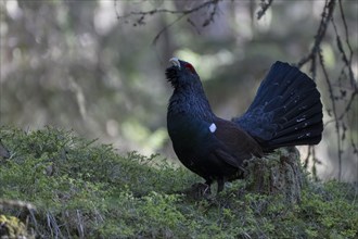 Western capercaillie (Tetrao Urogallus) mating in Pinzgau, Austria, Europe