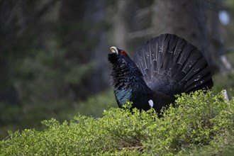 Western capercaillie (Tetrao Urogallus) mating in Pinzgau, Austria, Europe