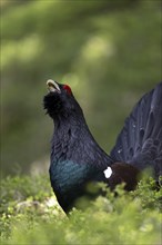 Western capercaillie (Tetrao Urogallus) mating in Pinzgau, Austria, Europe