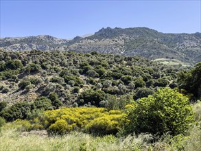 Landscape in mountains in the centre of Crete island with typical vegetation in the foreground