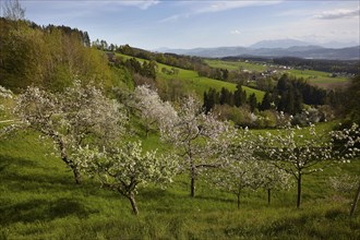Tree blossom near Rieding, Maildorf, Lavanttal, Carinthia