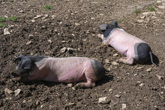 Young, free-range Swabian-Hall pigs, Neuhausen ob Eck open-air museum, Tuttlingen district,
