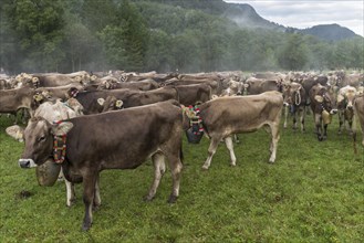 Cows in the pasture with jewellery bells for the cattle seperation, Hinterstein, Bad Hindelang,