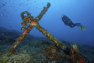 Scuba diver diver looking at large old anchor stock anchor of galleon standing on seabed,