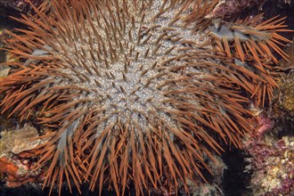 Close-up detail of crown-of-thorns (Acanthaster planci) sitting on coral reef eating stony coral