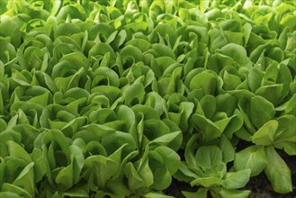 Green lettuce (Lactuca sativa var. crispa), Bavaria, Germany, Europe