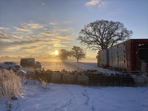 Winter morning sun while loading sheep into a cattle truck, Mecklenburg-Vorpommern, Germany, Europe