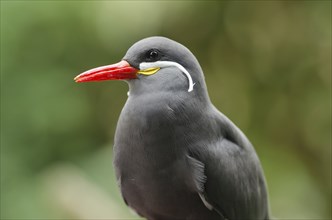 Inca tern, Inca screy