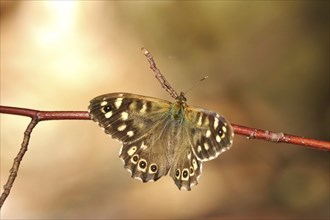 Speckled wood (Pararge aegeria), June, Saxony, Germany, Europe