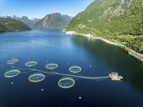 Floating cages of a salmon farm, Hardangerfjord near Bondhus, aerial view, Hardanger, Norway,