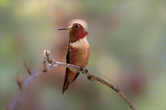 Rufous hummingbird (Selasphorus rufus), adult, male, perch, Sonoran Desert, Arizona, North America,