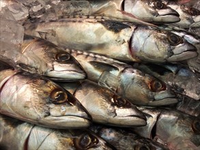 Fresh whole mackerel fish, side by side, in ice