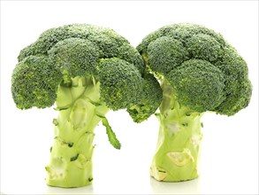 Couple of standing broccoli towards whie background