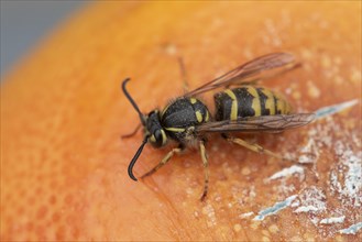 Wasp (Vespidae) on an orange, Bavaria, Germany, Europe