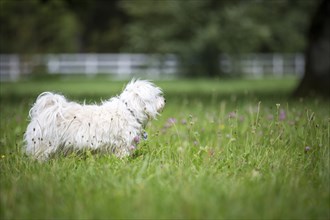 Small white dog stands tensely in a meadow and looks out of the picture