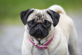 A pug with a pink collar looks directly into the camera