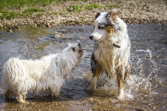 A small white dog barks at an Australian Shepherd in the water