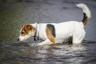 A terrier searches for stones in the water