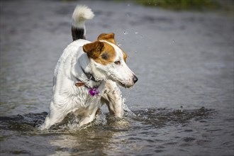 A terrier turns on the spot in the water