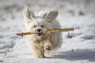 A small white dog retrieves a stick in the snow