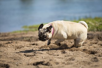 A brown pug runs through the sand on a bank
