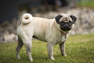 A female pug standing in a green meadow