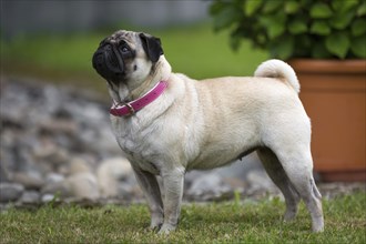 A pug stands in a typical pug pose in a meadow