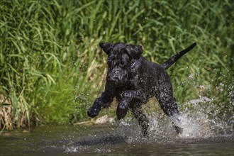 Black giant schnauzer plays with stones in the water