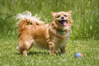 Light brown dog standing in a meadow in front of a colourful ball