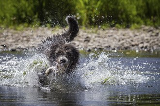 A Border Collie, Bearded Collie mix is splashing around in the water
