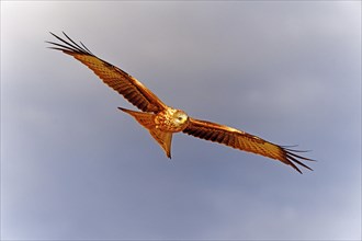 Red kite (Milvus milvus), flight, Pyrenees, Spain, Europe