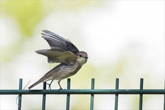 A spotted flycatcher (Muscicapa striata) stands on a fence, wings half spread, ready to take off,