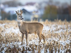 A young roebuck stands on a snowy field in winter