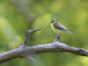 Beautiful small and cute blue tit bird with blue, white and yellow feathers and plumage perched on