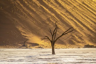 Camel thorn acacia in Deadvlei, Sossusvlei Park, Namib, Namibia, Africa