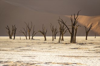 Camel thorn acacia in Deadvlei, Sossusvlei Park, Namib, Namibia, Africa