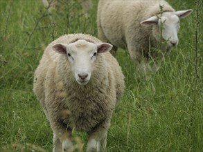 A sheep stands in front on a green meadow while another one stands in the background, Velen, North