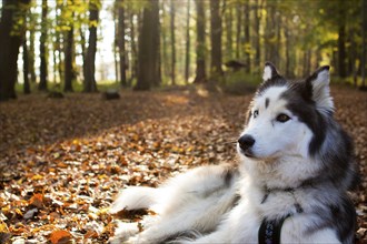 Husky als Haustier