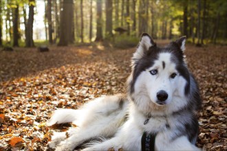 Husky, Siberian Husky as a pet