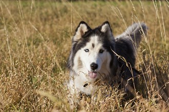 Husky, Siberian Husky as a pet